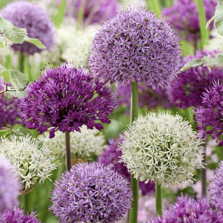 Giant Mix, Allium - 4 Bulbs image number null